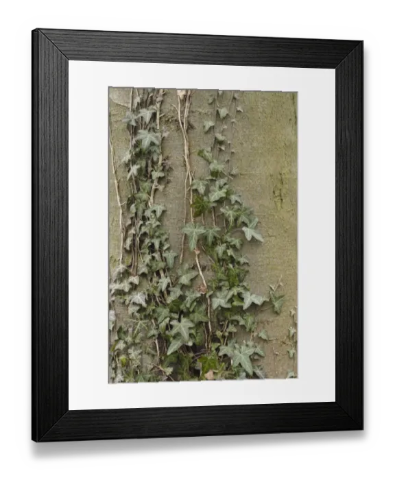 Framed Print : Common Ivy (Hedera helix) leaves and stems, growing on Common Beech (Fagus sylvatica) trunk in woodland Framed Print : Common Ivy (Hedera helix) leaves and stems, growing on Common Beech (Fagus sylvatica) trunk in woodland
