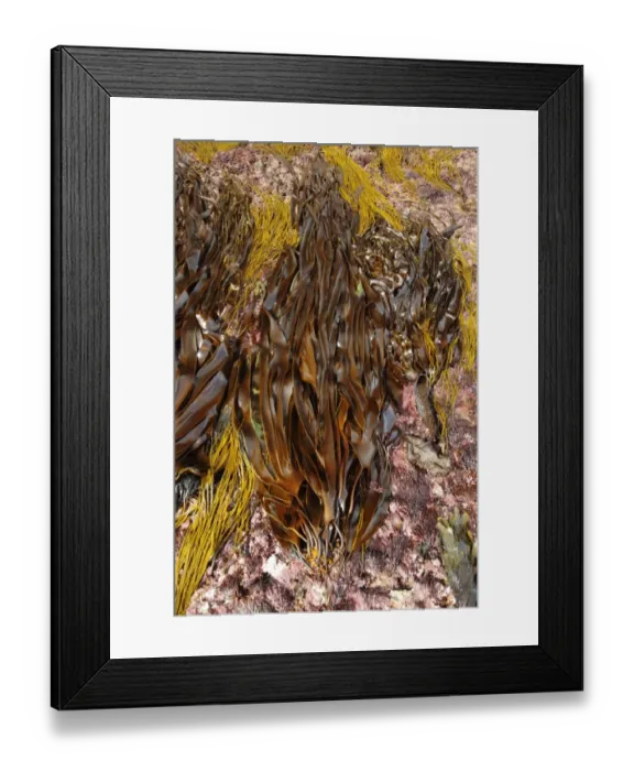 Framed Print : Oarweed (Laminaria digitata) fronds, exposed at low tide, Kimmeridge, Isle of Purbeck, Dorset, England, April Framed Print : Oarweed (Laminaria digitata) fronds, exposed at low tide, Kimmeridge, Isle of Purbeck, Dorset, England, April