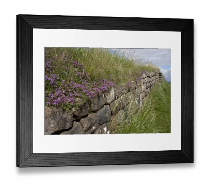 Framed Print : Creeping Thyme (Thymus praecox) flowering, growing on remains of Roman fortifications, Hadrians Wall Framed Print : Creeping Thyme (Thymus praecox) flowering, growing on remains of Roman fortifications, Hadrians Wall