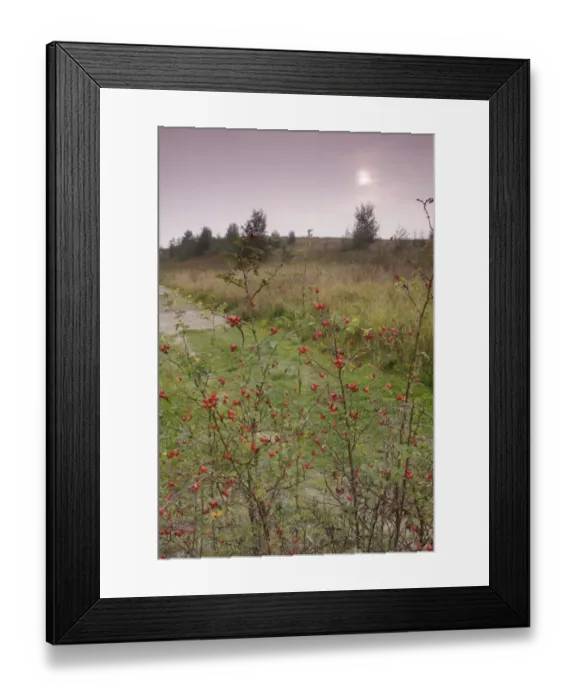 Framed Print : Dog Rose (Rosa canina) rosehips, growing in habitat at sunset, Fairburn Ings RSPB Reserve, West Yorkshire, England Framed Print : Dog Rose (Rosa canina) rosehips, growing in habitat at sunset, Fairburn Ings RSPB Reserve, West Yorkshire, England