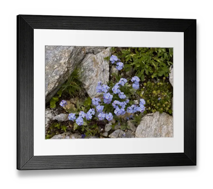 Framed Print : Alpine Forget-me-not (Myosotis alpestris) flowering, French Alps, France, July Framed Print : Alpine Forget-me-not (Myosotis alpestris) flowering, French Alps, France, July