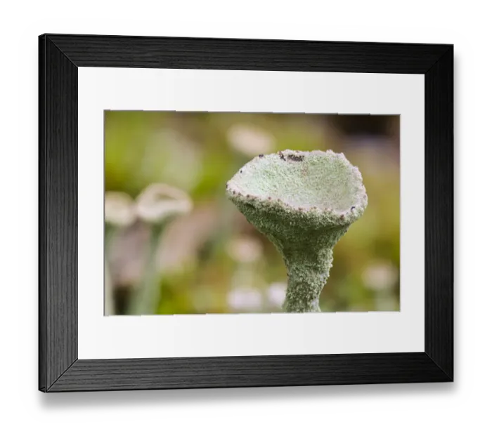 Framed Print : Cup Lichen (Cladonia pyxidata) close-up of fruiting body, growing on heathland, Bostall Heath Framed Print : Cup Lichen (Cladonia pyxidata) close-up of fruiting body, growing on heathland, Bostall Heath
