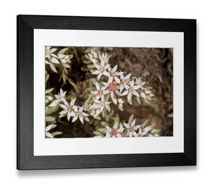 Framed Print : Spanish Stonecrop (Sedum hispanicum) close-up of flowers, Bulgaria, May Framed Print : Spanish Stonecrop (Sedum hispanicum) close-up of flowers, Bulgaria, May
