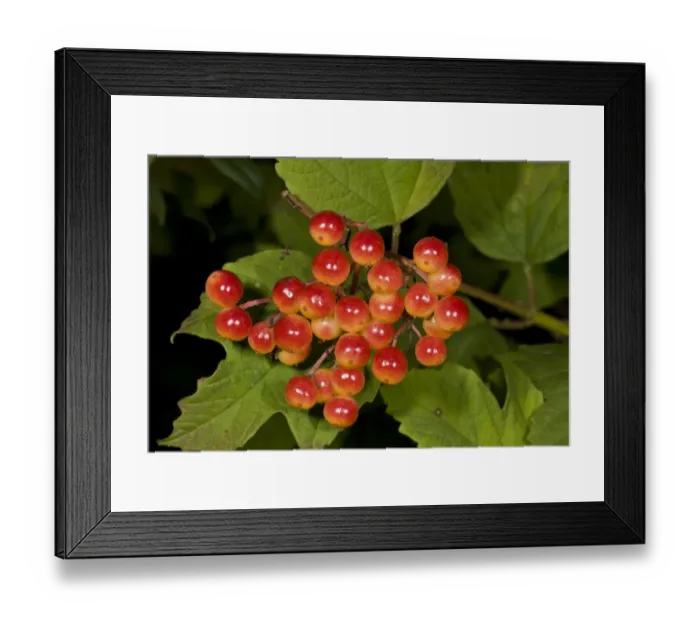 Framed Print : Guelder Rose (Viburnum opulus) close-up of ripe fruit, growing at woodland edge, Dorset, England, August Framed Print : Guelder Rose (Viburnum opulus) close-up of ripe fruit, growing at woodland edge, Dorset, England, August