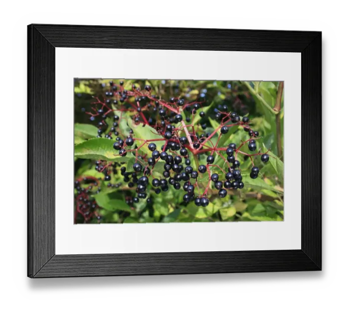Framed Print : Elder (Sambucus nigra) close-up of berries, growing in hedgerow, Mendlesham, Suffolk, England, September Framed Print : Elder (Sambucus nigra) close-up of berries, growing in hedgerow, Mendlesham, Suffolk, England, September