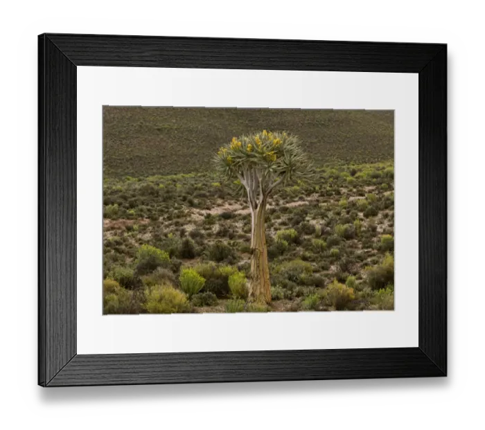 Framed Print : Kokerboom (Aloe dichotoma) habit, flowering in desert habitat, Namaqua N. P. Namaqualand, South Africa, August Framed Print : Kokerboom (Aloe dichotoma) habit, flowering in desert habitat, Namaqua N. P. Namaqualand, South Africa, August