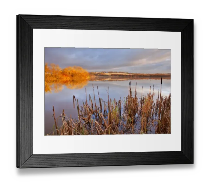 Framed Print : Great Reedmace (Typha latifolia) growing at edge of lake habitat on frosty morning, Lower Tamar Lake, near Kilkhampton Framed Print : Great Reedmace (Typha latifolia) growing at edge of lake habitat on frosty morning, Lower Tamar Lake, near Kilkhampton