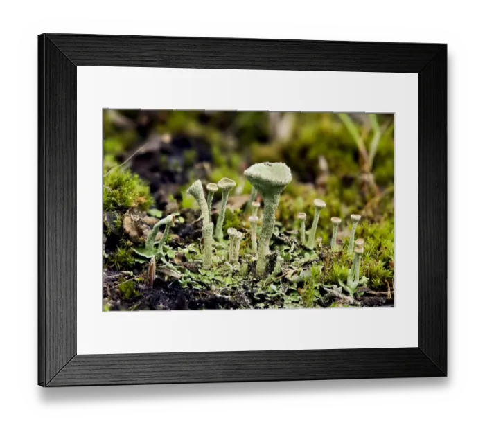 Framed Print : Cup Lichen (Cladonia pyxidata) fruiting bodies, growing on heathland, Bostall Heath, Royal Borough of Greenwich Framed Print : Cup Lichen (Cladonia pyxidata) fruiting bodies, growing on heathland, Bostall Heath, Royal Borough of Greenwich