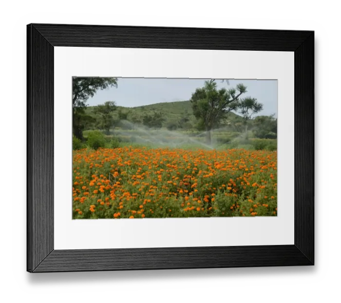 Framed Print : Floriculture, irrigator system watering Aztec Marigold (Tagetes erecta) flowers, growing in field, Gundelpet Framed Print : Floriculture, irrigator system watering Aztec Marigold (Tagetes erecta) flowers, growing in field, Gundelpet