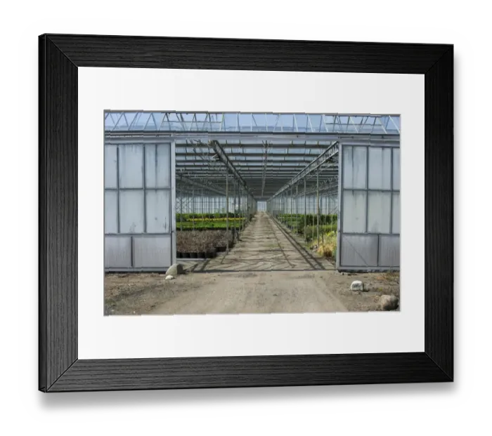 Framed Print : Commercial greenhouse, Jutland (Jylland), Denmark, may Framed Print : Commercial greenhouse, Jutland (Jylland), Denmark, may