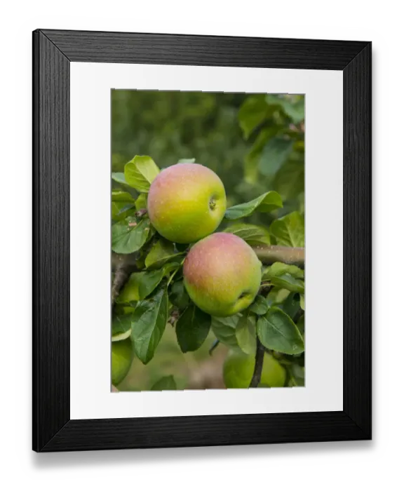 Framed Print : Cultivated Apple (Malus domestica) Peasgood Nonsuch, close-up of fruit, on tree in orchard, Norfolk, England, August Framed Print : Cultivated Apple (Malus domestica) Peasgood Nonsuch, close-up of fruit, on tree in orchard, Norfolk, England, August