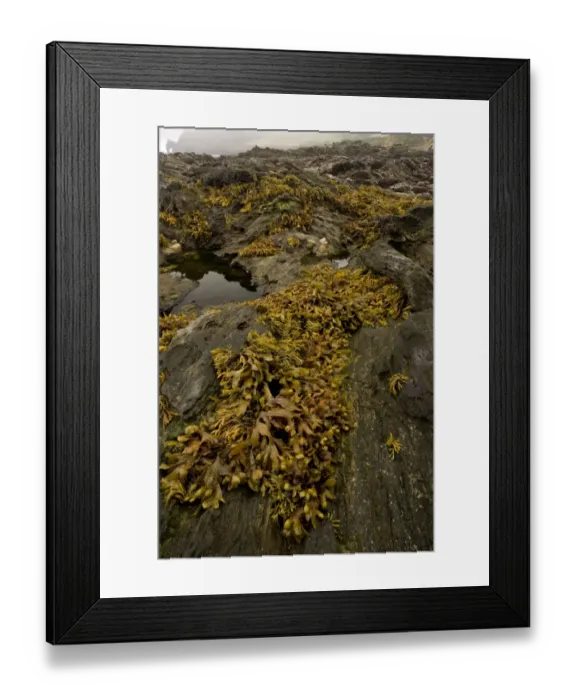 Framed Print : Flat Wrack (Fucus spiralis) exposed on rocks in rockpool habitat at low tide, Prawle Point, South Devon, England