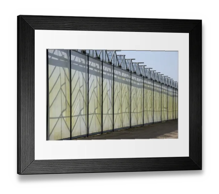 Framed Print : Commercial greenhouse shading, Jutland (Jylland), Denmark, may Framed Print : Commercial greenhouse shading, Jutland (Jylland), Denmark, may