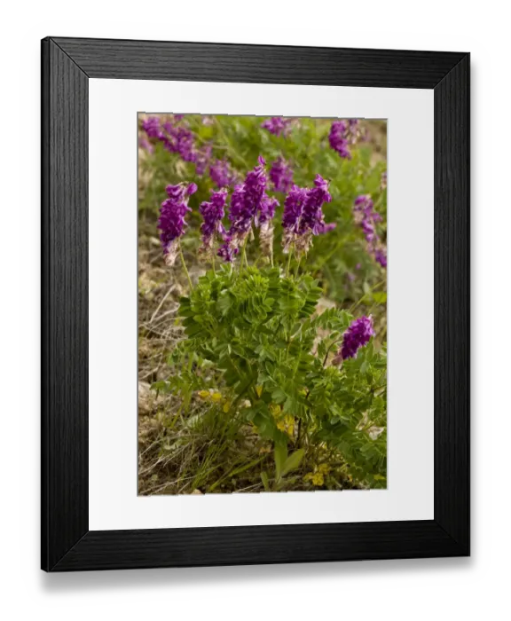 Framed Print : Alpine Sainfoin (Hedysarum hedysaroides) flowering, Pontic Mountains, Anatolia, Turkey, July