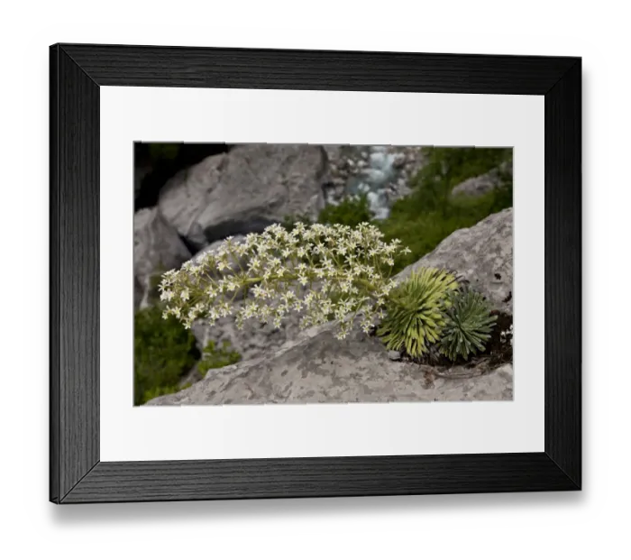 Framed Print : Pyrenean Saxifrage (Saxifraga longifolia) flowering, growing on limestone cliff, Ordesa N. P Framed Print : Pyrenean Saxifrage (Saxifraga longifolia) flowering, growing on limestone cliff, Ordesa N. P