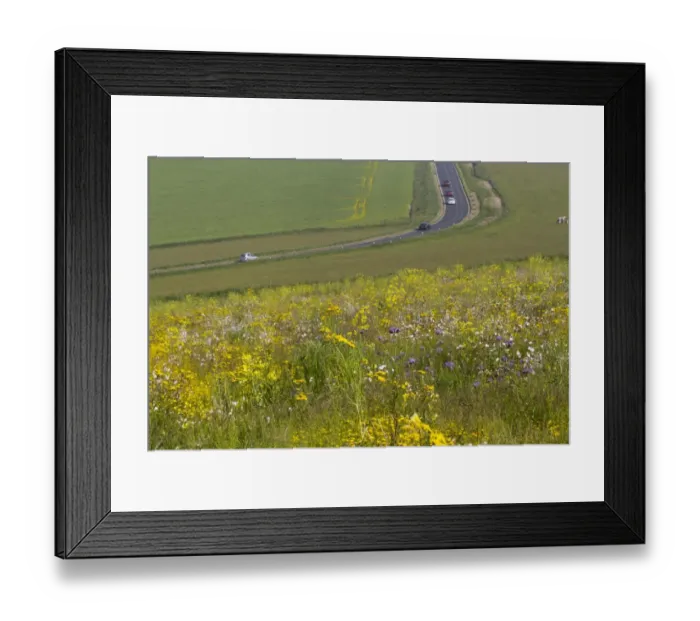 Framed Print : Patch of mixed arable weeds flowering, with pasture and road with traffic in background, near Woodingdean, South Downs