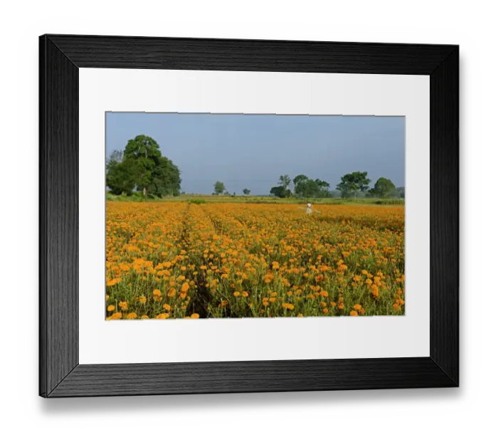 Framed Print : Floriculture, Aztec Marigold (Tagetes erecta) flowers, growing in field with scarecrow, Gundelpet, Karnataka, India Framed Print : Floriculture, Aztec Marigold (Tagetes erecta) flowers, growing in field with scarecrow, Gundelpet, Karnataka, India