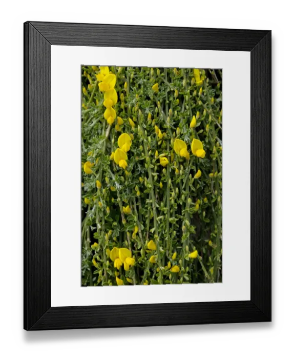 Framed Print : Prostrate Broom (Cytisus scoparius ssp, maritimus) close-up of flowers, Jersey, Channel Islands, May