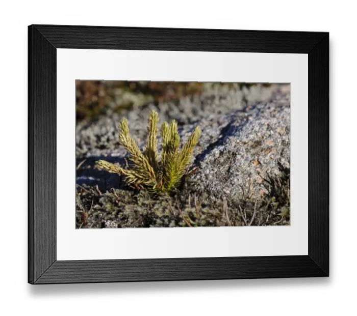 Framed Print : Fir Clubmoss (Huperzia selago) growing near summit of mountain, Cairn Gorm, Cairngorms N. P Framed Print : Fir Clubmoss (Huperzia selago) growing near summit of mountain, Cairn Gorm, Cairngorms N. P