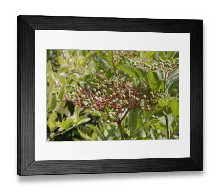 Framed Print : Elder (Sambucus nigra) close-up of unripe berries, Mendlesham, Suffolk, England, August Framed Print : Elder (Sambucus nigra) close-up of unripe berries, Mendlesham, Suffolk, England, August