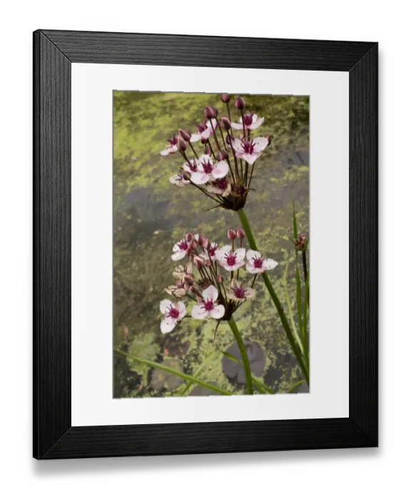 Framed Print : Flowering Rush (Butomus umbellatus) flowering, growing beside lake near coast, Weymouth, Dorset, England, July Framed Print : Flowering Rush (Butomus umbellatus) flowering, growing beside lake near coast, Weymouth, Dorset, England, July