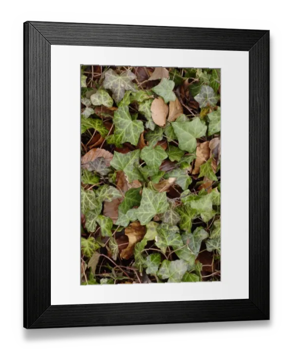 Framed Print : Common Ivy (Hedera helix) leaves, growing amongst Common Beech (Fagus sylvatica) leaf litter on woodland floor Framed Print : Common Ivy (Hedera helix) leaves, growing amongst Common Beech (Fagus sylvatica) leaf litter on woodland floor