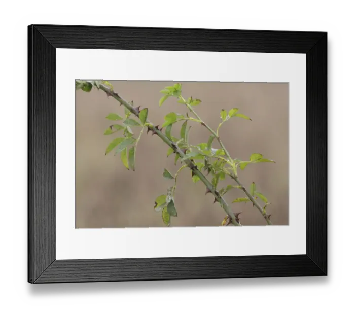 Framed Print : Dog Rose (Rosa canina) close-up of stems and leaves, West Yorkshire, England, October Framed Print : Dog Rose (Rosa canina) close-up of stems and leaves, West Yorkshire, England, October