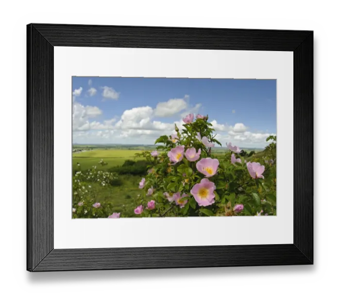 Framed Print : Sweet Briar (Rosa rubiginosa) flowering, growing on hill, Ivinghoe Beacon, Chiltern Hills, Buckinghamshire, England