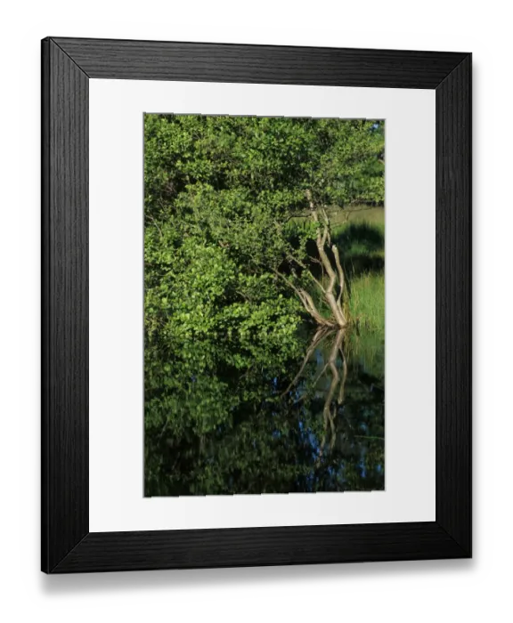 Framed Print : Common Alder (Alnus glutinosa) reflection in lake, Sweden Framed Print : Common Alder (Alnus glutinosa) reflection in lake, Sweden