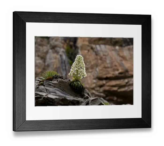 Framed Print : Pyrenean Saxifrage (Saxifraga longifolia) flowering, growing on limestone cliff, Ordesa N. P Framed Print : Pyrenean Saxifrage (Saxifraga longifolia) flowering, growing on limestone cliff, Ordesa N. P