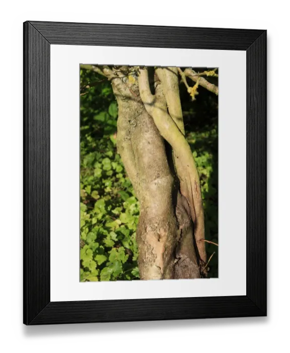 Framed Print : Guelder Rose (Viburnum opulus) close-up of trunk, growing in woodland, Vicarage Plantation, Mendlesham, Suffolk Framed Print : Guelder Rose (Viburnum opulus) close-up of trunk, growing in woodland, Vicarage Plantation, Mendlesham, Suffolk