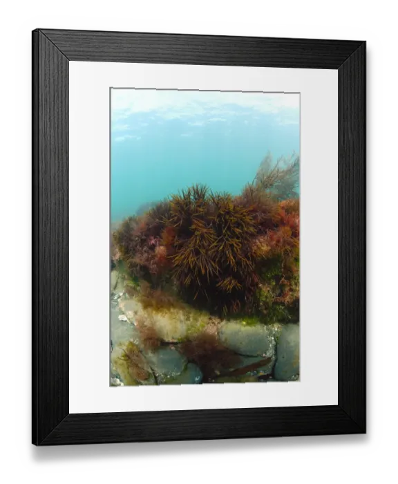 Framed Print : Discoid Forkweed (Polyides rotundus) growing on rocks underwater, Kimmeridge Bay, Isle of Purbeck, Dorset, England Framed Print : Discoid Forkweed (Polyides rotundus) growing on rocks underwater, Kimmeridge Bay, Isle of Purbeck, Dorset, England