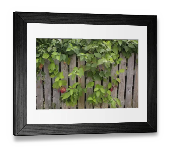 Framed Print : Common Dogwood (Cornus sanguinea) leaves, growing through picket fence, West Yorkshire, England, September Framed Print : Common Dogwood (Cornus sanguinea) leaves, growing through picket fence, West Yorkshire, England, September