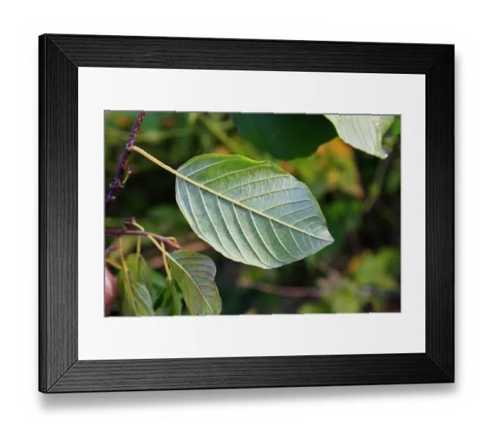 Framed Print : Alder Buckthorn (Frangula alnus) close-up of leaf underside, growing in carr wet woodland, River Rattlesden Framed Print : Alder Buckthorn (Frangula alnus) close-up of leaf underside, growing in carr wet woodland, River Rattlesden
