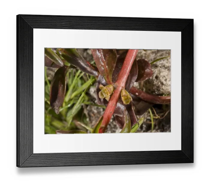 Framed Print : Hampshire Purslane (Ludwigia palustris) close-up of flowers, growing in pond, New Forest, Hampshire, England, July Framed Print : Hampshire Purslane (Ludwigia palustris) close-up of flowers, growing in pond, New Forest, Hampshire, England, July