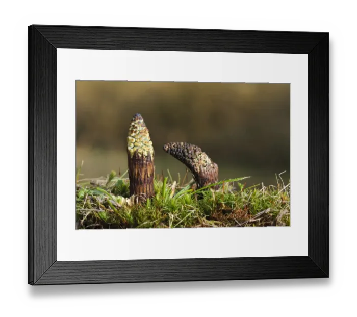 Framed Print : Field Horsetail (Equisetum arvense) two fresh shoots, Blashford Lakes Nature Reserve, Avon Valley, New Forest N. P Framed Print : Field Horsetail (Equisetum arvense) two fresh shoots, Blashford Lakes Nature Reserve, Avon Valley, New Forest N. P