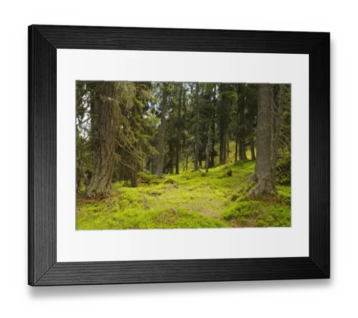 Framed Print : European Larch (Larix decidua) and Norway Spruce (Picea abies) forest habitat, Italian Alps, Italy, June Framed Print : European Larch (Larix decidua) and Norway Spruce (Picea abies) forest habitat, Italian Alps, Italy, June