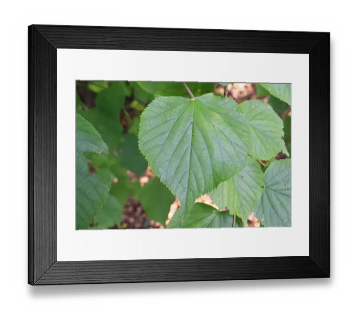 Framed Print : Common Lime (Tilia x europaea) close-up of leaves, growing in woodland, Vicarage Plantation, Mendlesham, Suffolk Framed Print : Common Lime (Tilia x europaea) close-up of leaves, growing in woodland, Vicarage Plantation, Mendlesham, Suffolk