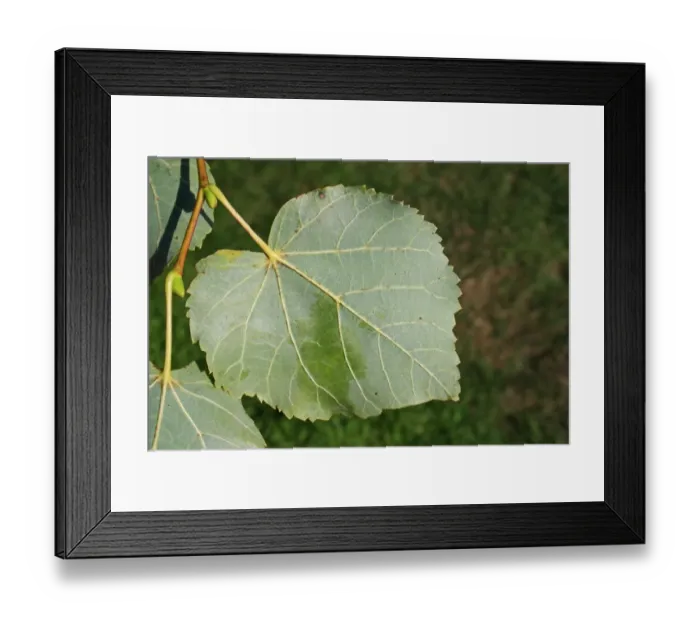 Framed Print : Common Lime (Tilia x europaea) close-up of leaf underside, Mendlesham, Suffolk, England, August Framed Print : Common Lime (Tilia x europaea) close-up of leaf underside, Mendlesham, Suffolk, England, August