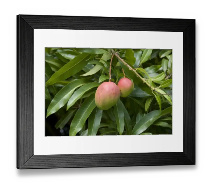 Framed Print : Mango (Mangifera indica) close-up of fruit and leaves, Grenada, Grenadines, Windward Islands, Lesser Antilles, August Framed Print : Mango (Mangifera indica) close-up of fruit and leaves, Grenada, Grenadines, Windward Islands, Lesser Antilles, August