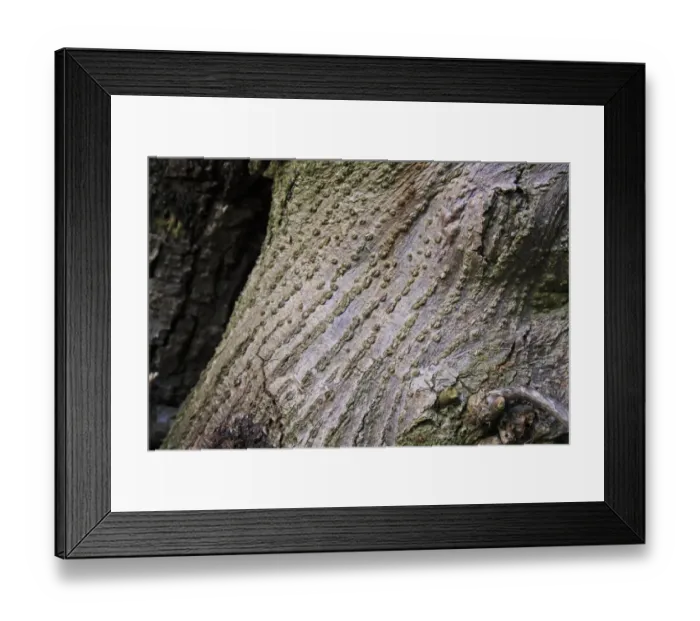 Framed Print : Common Lime (Tilia x europaea) close-up of trunk, growing in woodland, Vicarage Plantation, Mendlesham, Suffolk Framed Print : Common Lime (Tilia x europaea) close-up of trunk, growing in woodland, Vicarage Plantation, Mendlesham, Suffolk