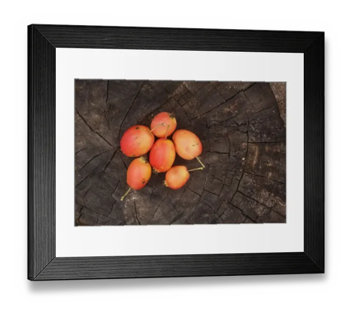 Framed Print : Crabapple (Malus sp. ) fruit, on tree sump, West Yorkshire, England, September Framed Print : Crabapple (Malus sp. ) fruit, on tree sump, West Yorkshire, England, September