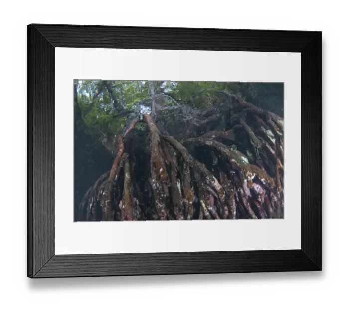 Framed Print : Mangrove (Rhizophora sp. ) submerged roots, West Waigeo, Raja Ampat Islands (Four Kings), West Papua, New Guinea Framed Print : Mangrove (Rhizophora sp. ) submerged roots, West Waigeo, Raja Ampat Islands (Four Kings), West Papua, New Guinea