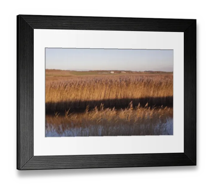 Framed Print : Common Reed (Phragmites australis) reedbed habitat in low winter sunlight, on site of former opencast coal mine, St Framed Print : Common Reed (Phragmites australis) reedbed habitat in low winter sunlight, on site of former opencast coal mine, St