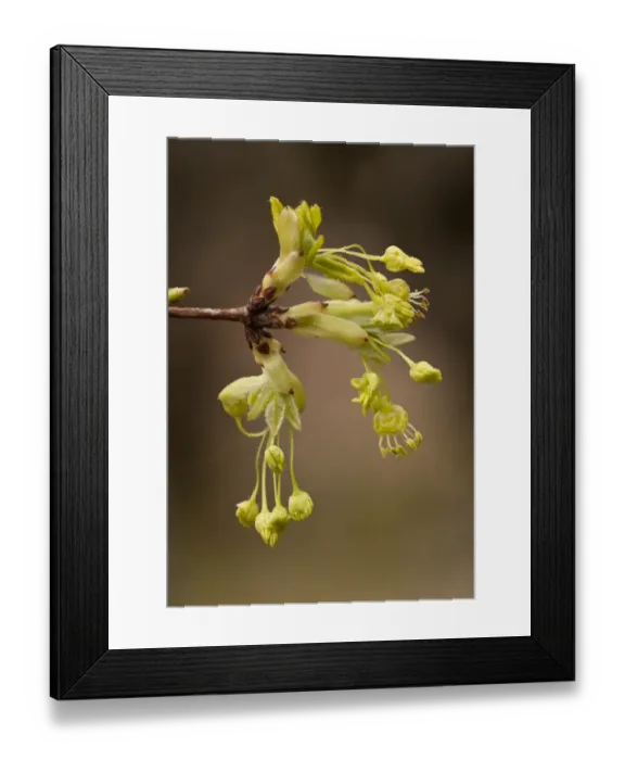 Framed Print : Montpelier Maple (Acer monspessulanum) close-up of flowers, Northern Greece, April Framed Print : Montpelier Maple (Acer monspessulanum) close-up of flowers, Northern Greece, April