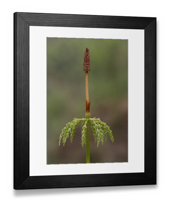 Framed Print : Wood Horsetail (Equisetum sylvaticum) fertile frond, Powys, Wales, June Framed Print : Wood Horsetail (Equisetum sylvaticum) fertile frond, Powys, Wales, June
