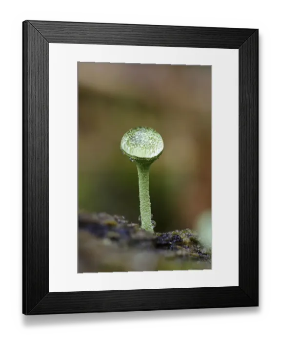 Framed Print : Cup Lichen (Cladonia pyxidata) fruiting body, with raindrop resting in cup and lensing interior, Clumber Park Framed Print : Cup Lichen (Cladonia pyxidata) fruiting body, with raindrop resting in cup and lensing interior, Clumber Park