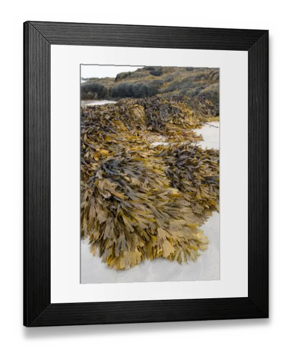 Framed Print : Toothed Wrack (Fucus serratus) fronds, growing on rocks, on beach at low tide, Isle of Tiree, Inner Hebrides, Scotland