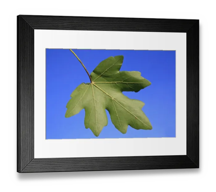 Framed Print : Field Maple (Acer campestre) close-up of leaf underside, Mendlesham, Suffolk, England, September