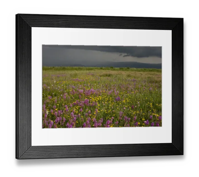 Framed Print : View of flowery hay meadows dominated by Giant Milkwort, with approaching storm, near Ardahan, Anatolia, Turkey, July Framed Print : View of flowery hay meadows dominated by Giant Milkwort, with approaching storm, near Ardahan, Anatolia, Turkey, July